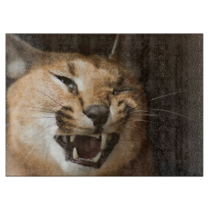 Goofy Lynx
