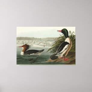 Goosander (Common Merganser) Audubon's Birds Canvastryck