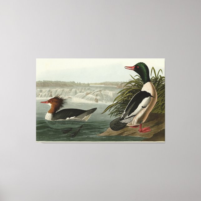 Goosander (Common Merganser) Audubon's Birds Canvastryck (Framsida)