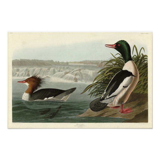 Goosander (Common Merganser) Audubon's Birds Fototryck (Framsidan)