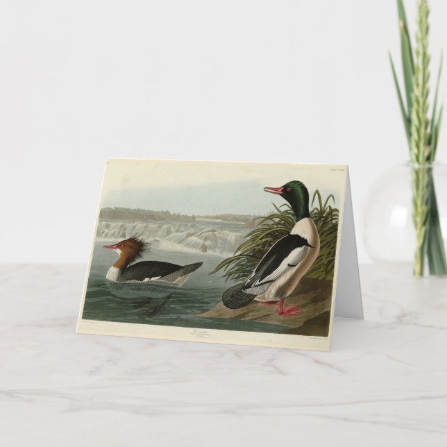 Goosander (Common Merganser) Audubon's Birds Kort (Framsida)