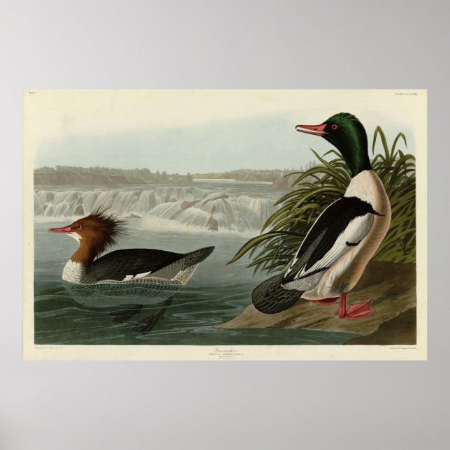 Goosander (Common Merganser) Audubon's Birds Poster (Framsidan)