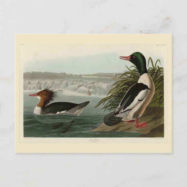 Goosander (Common Merganser) Audubon's Birds Vykort (Framsida)