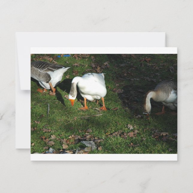 Goose (Framsida)