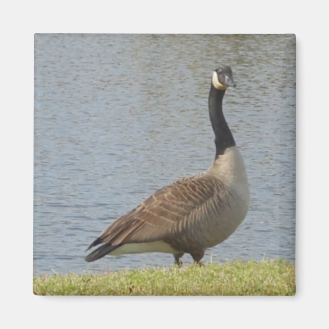Goose by Pond Magnet (Framsidan)