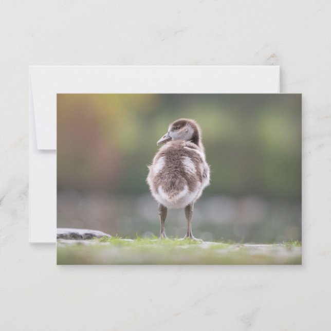 Goose Chick Nature PhoCard (Framsida)