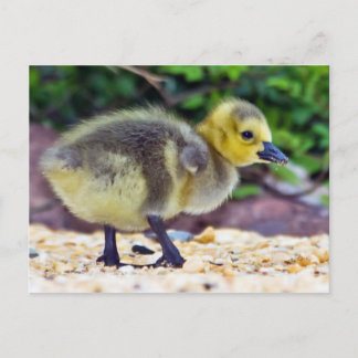 Goose Chick Postcard Vykort