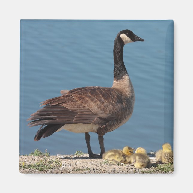 Goose Family Magnet 2 (Framsidan)