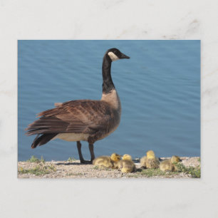 Goose Family vycard Vykort