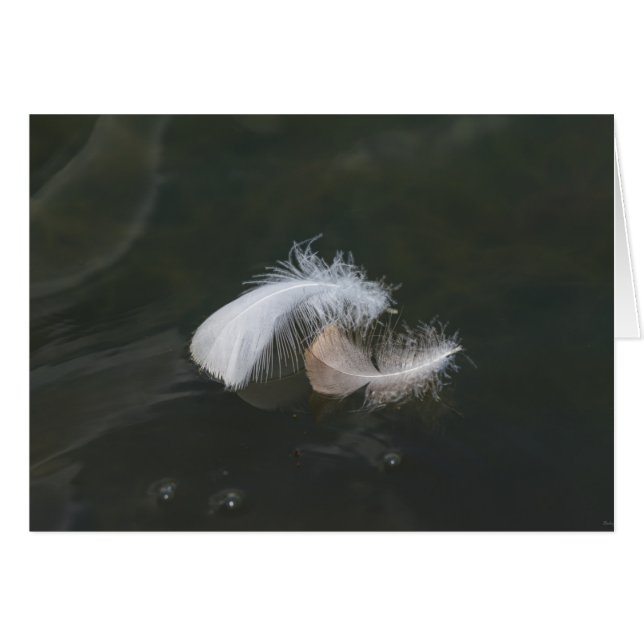 Goose Feathers Flyter OBS Kort (Framsidan Horizontal)