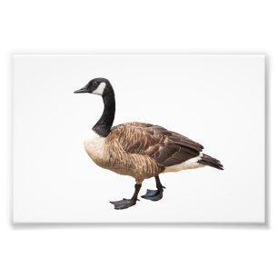 Goose Fototryck