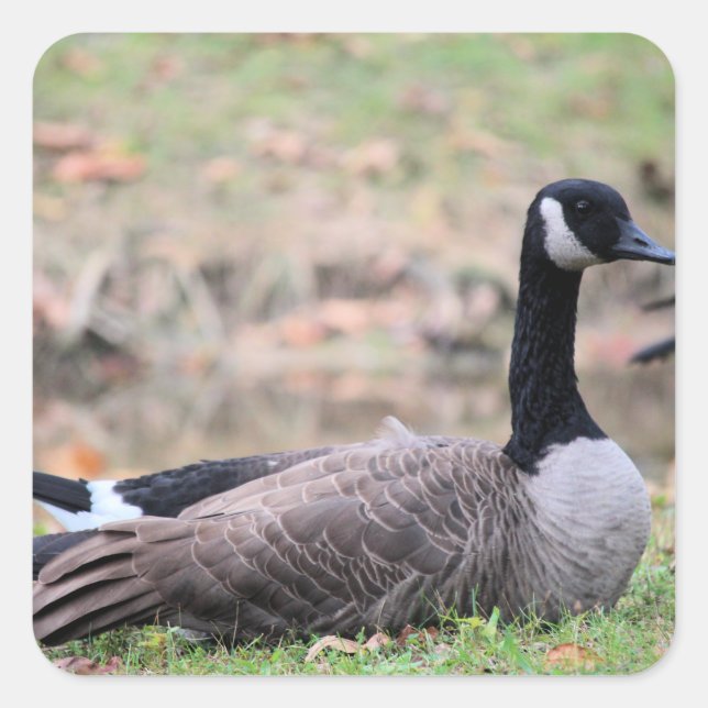 Goose Fyrkantigt Klistermärke (Framsida)