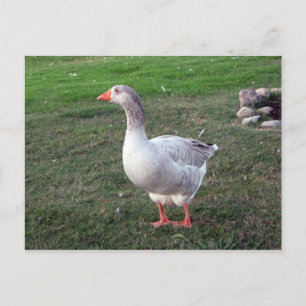 Goose i parkens vykort