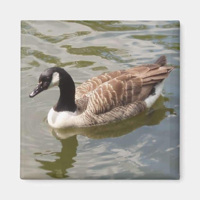 Goose Magnet (Framsidan)