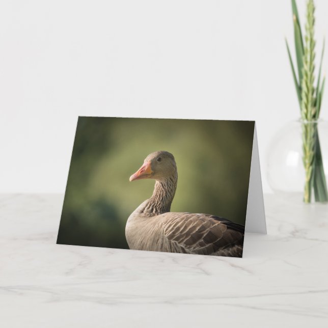 Goose Nature Photo Kort (Framsida)