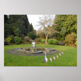 Goose och Goslings marsch Poster