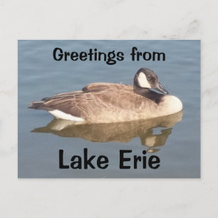 Goose på Sjö Erie Vykort