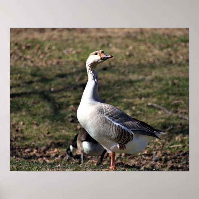Goose Photo Poster (Framsidan)