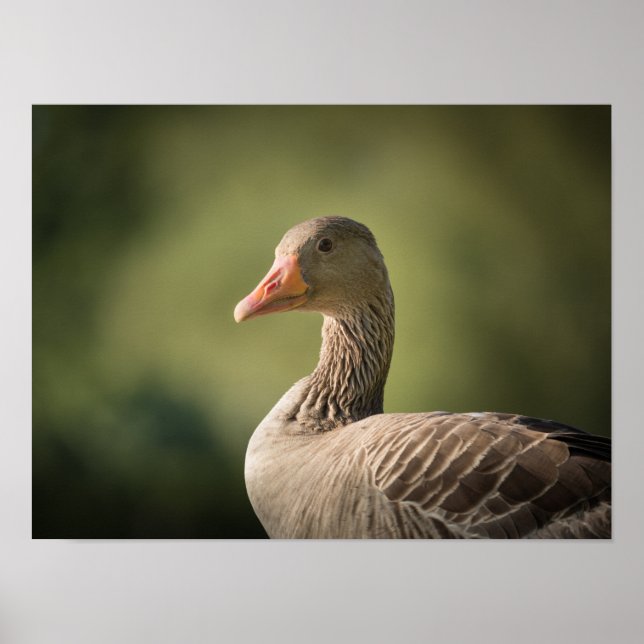 Goose Photo Poster (Framsidan)
