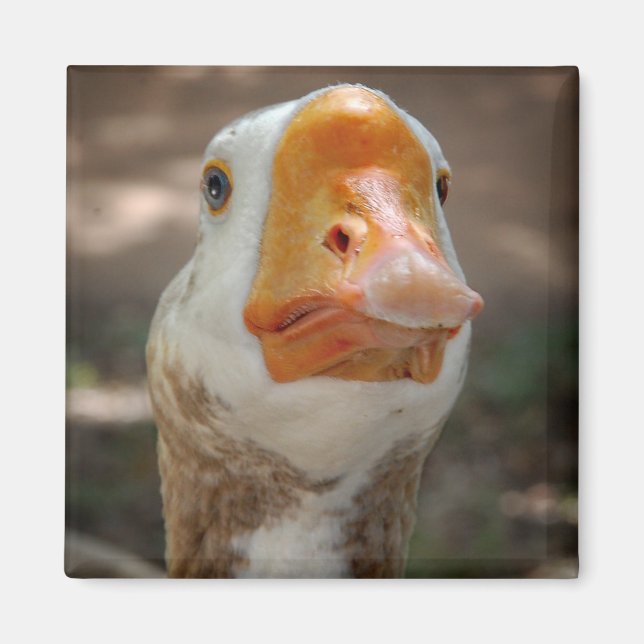 Goose Porträtt Magnet (Framsidan)