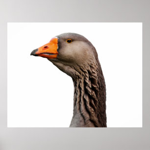 Goose porträtt poster