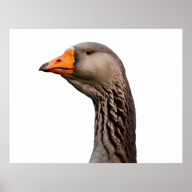 Goose porträtt poster (Framsidan)