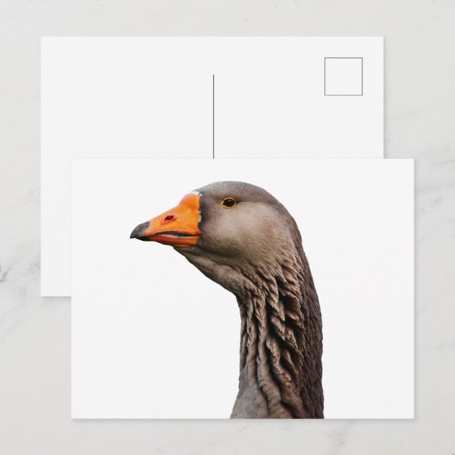 Goose porträtt vykort (Fram/baksida)