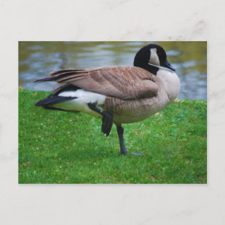 Goose Post Card Vykort