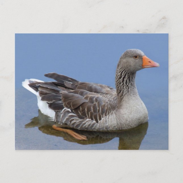 Goose Postcard Vykort (Framsida)