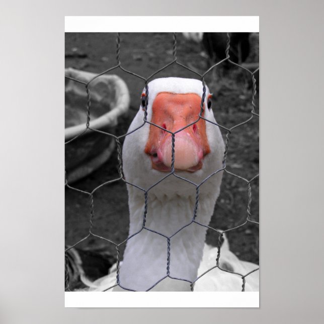 Goose Poster (Framsidan)
