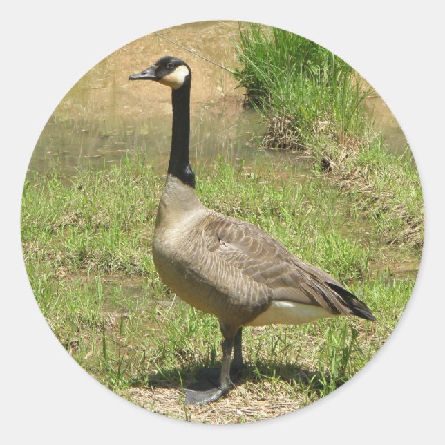 Goose Stickers Runt Klistermärke (Framsida)