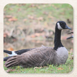 Goose Underlägg Papper Kvadrat