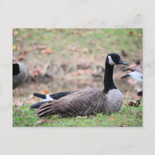 Goose Vykort