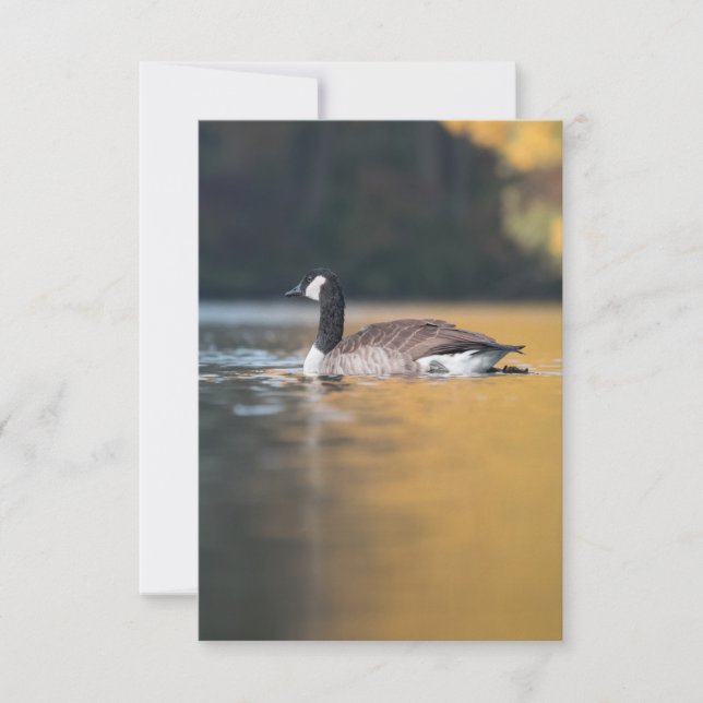 Goose Wildlife Photo Kort (Framsida)