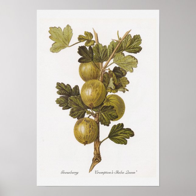 Gooseberry 'Cromptons Sheba Queen' Poster (Framsidan)