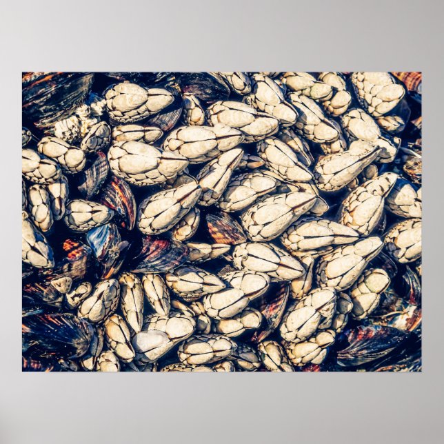 Gooseneck Barnacles & MBryssel, västra Kanada Poster (Framsidan)