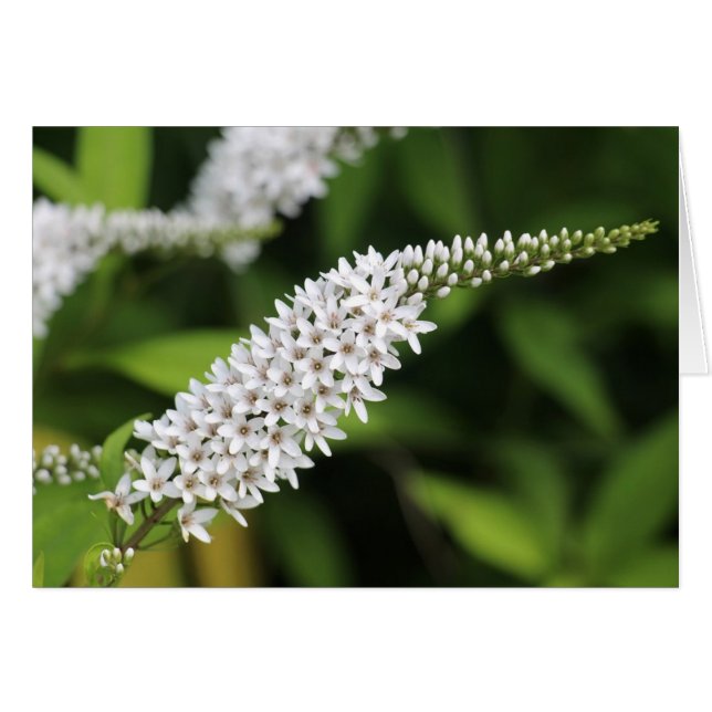 Gooseneck Loosestrife OBS Kort (Framsidan Horizontal)