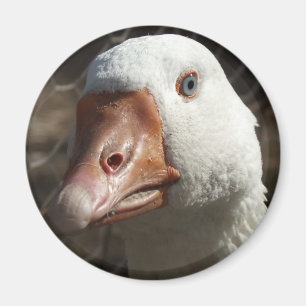 Goosey goosey magnet