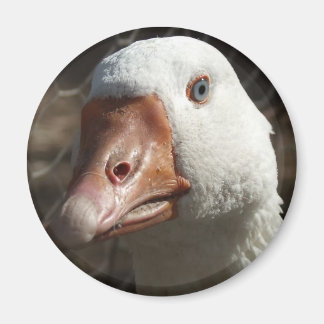Goosey goosey magnet