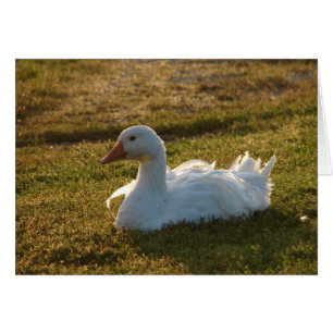 Goosey Hälsningskort