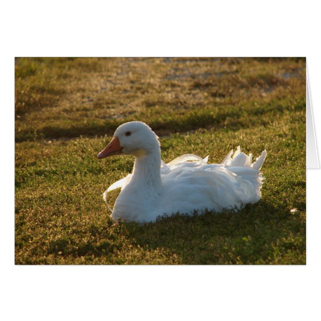 Goosey Hälsningskort (Framsidan Horizontal)