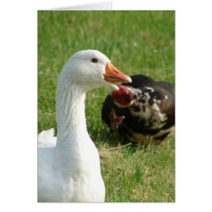 Goosey och Muscovy Drake Hälsningskort