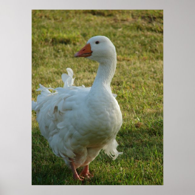 Goosey Poster (Framsidan)