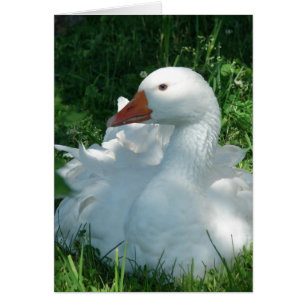 Goosey Sebbie Hälsningskort