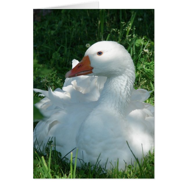 Goosey Sebbie Hälsningskort (Framsidan)