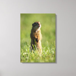 Gopher Canvastryck