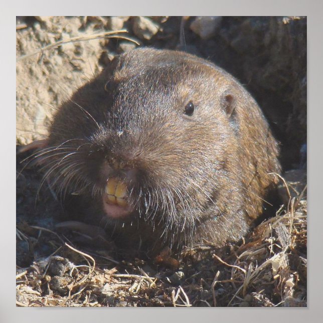 Gopher Poster (Framsidan)