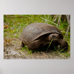 Gopher Sköldpadda Äter Gräs Affisch