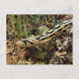 Gopher Snake Blank Vykort