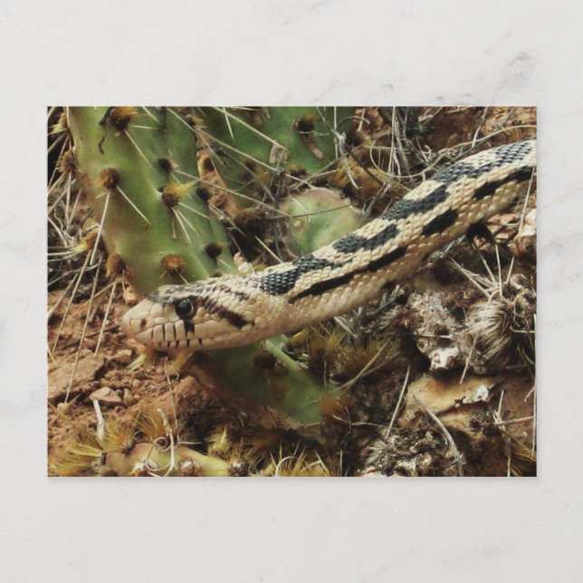 Gopher Snake Blank Vykort (Framsida)
